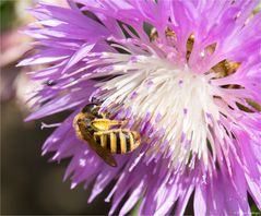 (Centaurea dealbata) Zweifarbige Flockenblume