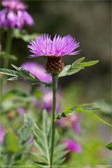 (Centaurea dealbata) Zweifarbige Flockenblume oder auch Kaukasus-Flockenblume