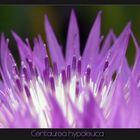 Centaurea