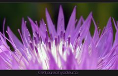 Centaurea