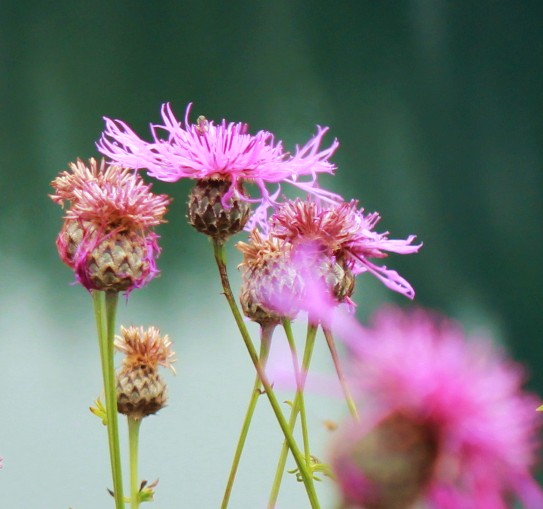 Centaurea - Flockenblume