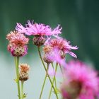 Centaurea - Flockenblume