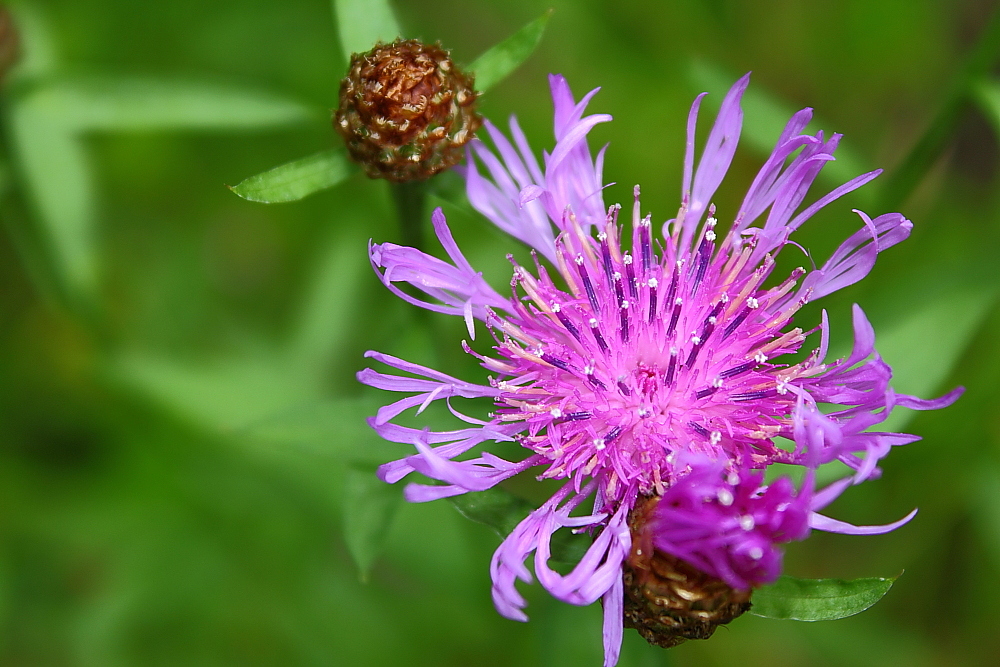 Centaurea jacea.....