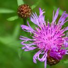 Centaurea jacea.....