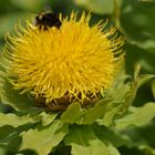 Centaurea macrocephala