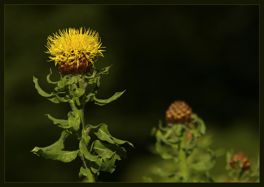 Centaurea macrocephala