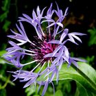 Centaurea montana