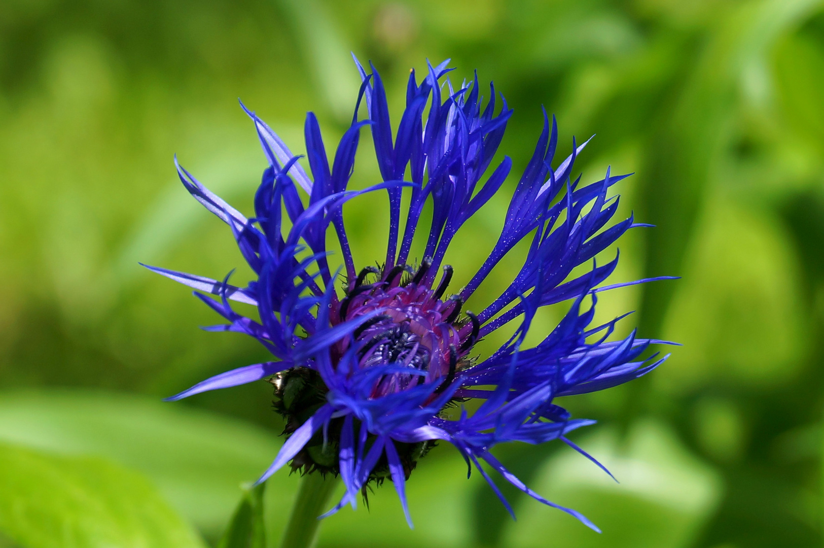 Centaurea montana