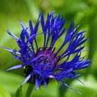 Centaurea montana