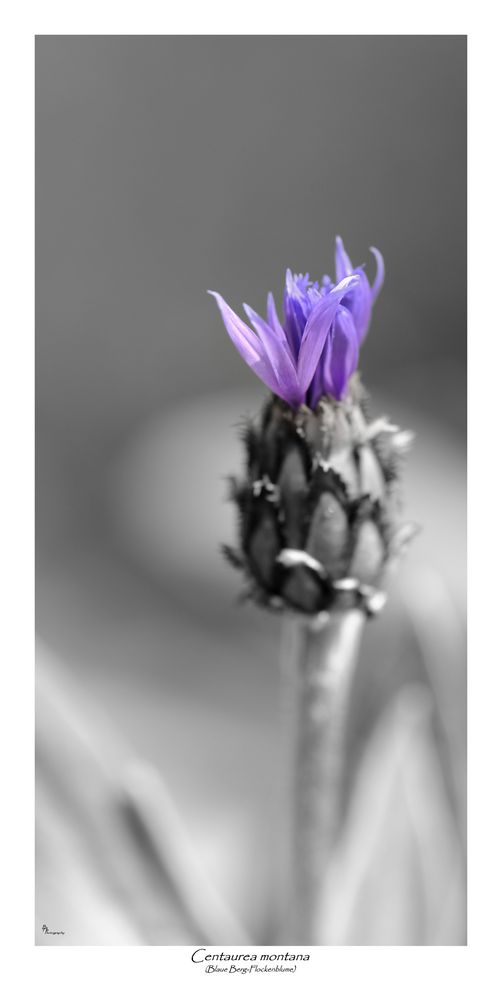 Centaurea montana (Bergflockenblume)