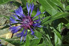 Centaurea montana-Bergflockenblume