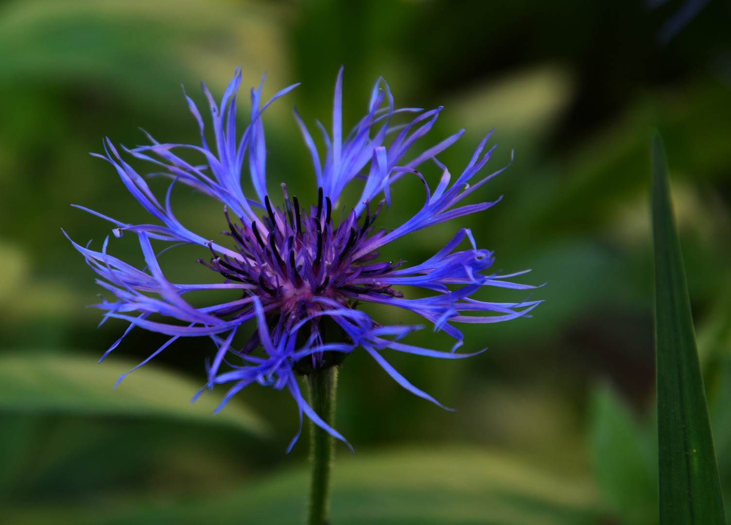 Centaurea montana