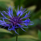 Centaurea montana