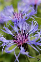 Centaurea montana