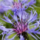 Centaurea montana