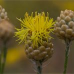 Centaurea orientalis (Orient-Flockenblume)