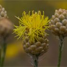 Centaurea orientalis (Orient-Flockenblume)