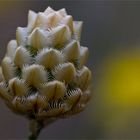 Centaurea orientalis (Orient-Flockenblume)...