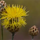 Centaurea orientalis (Orient-Flockenblume)