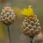 Centaurea orientalis (Orient-Flockenblume)