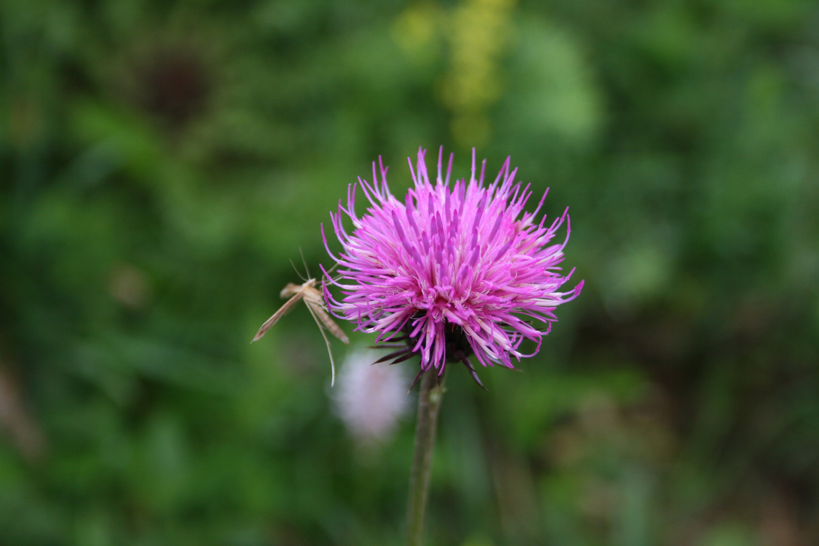 Centaurea scabiosa