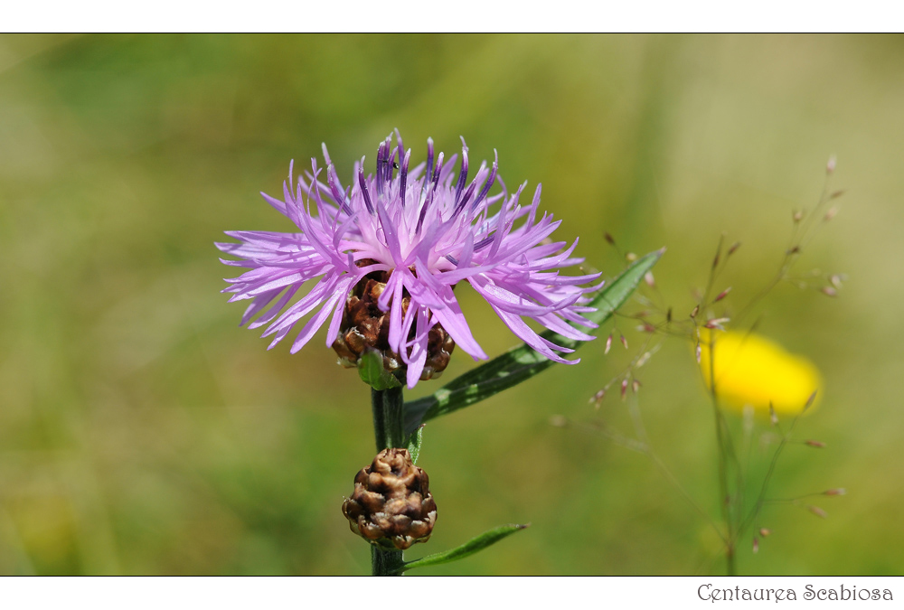 Centaurea Scabiosa