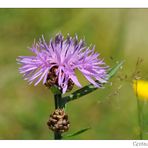 Centaurea Scabiosa