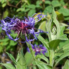 Centaurea Var.II