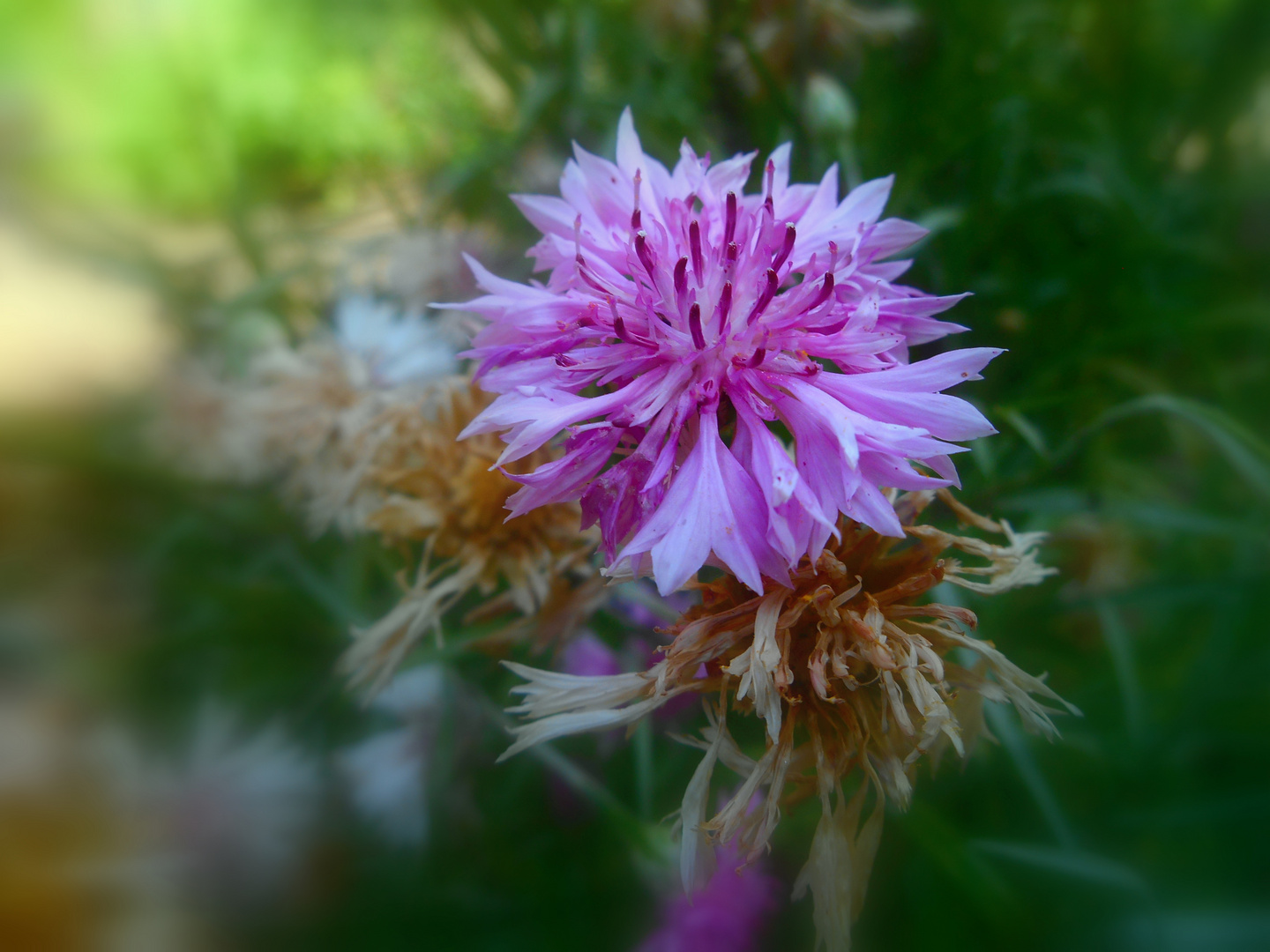 Centaurée noire / Centaurea nigra