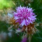 Centaurée noire / Centaurea nigra