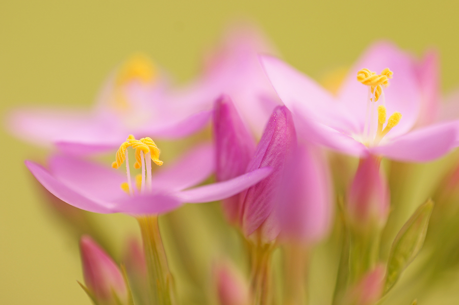 Centaurium erythraea