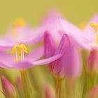 Centaurium erythraea