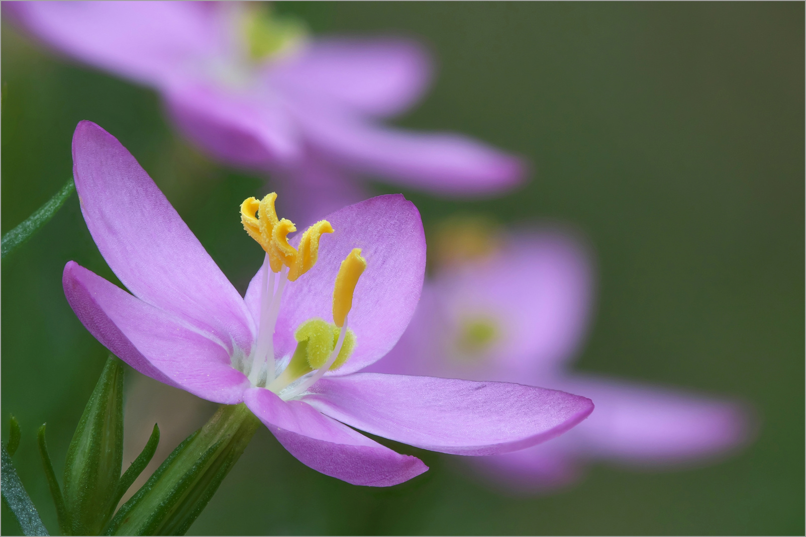 Centaurium