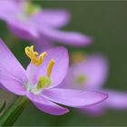 Centaurium