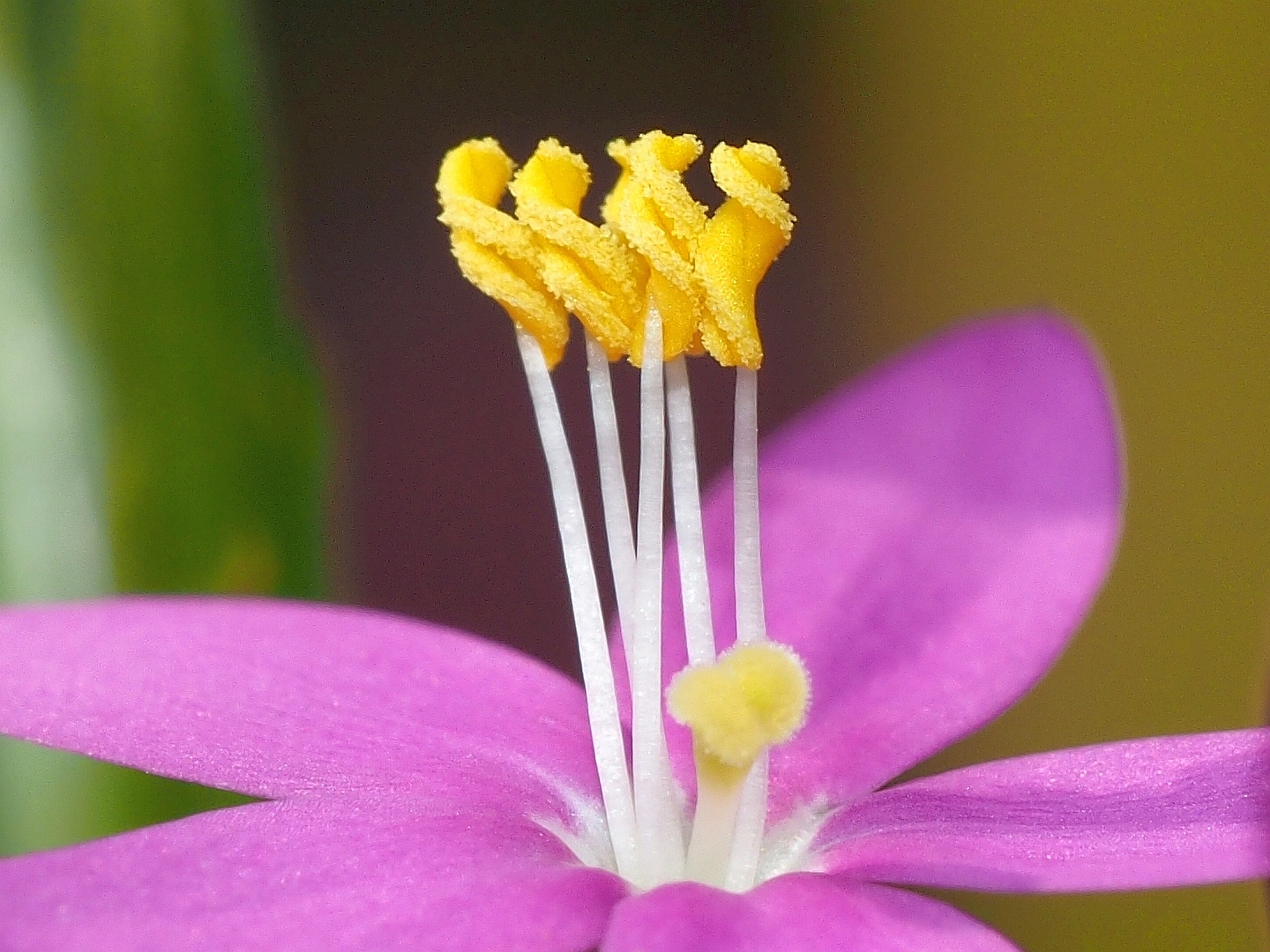 Centaurium sp. (Gentianaceae)