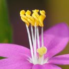 Centaurium sp. (Gentianaceae)