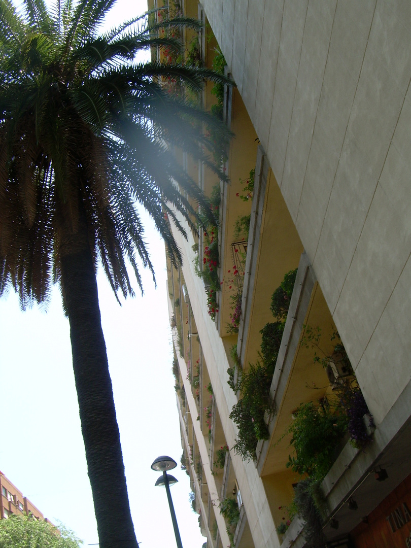 Centenaria palmera en la avenida de Burjassot, Barrio de Marchalenes