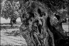 Centenary olive tree