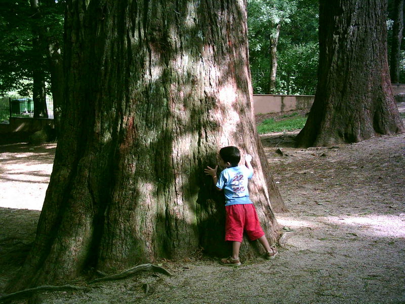 centennial tree