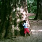 centennial tree