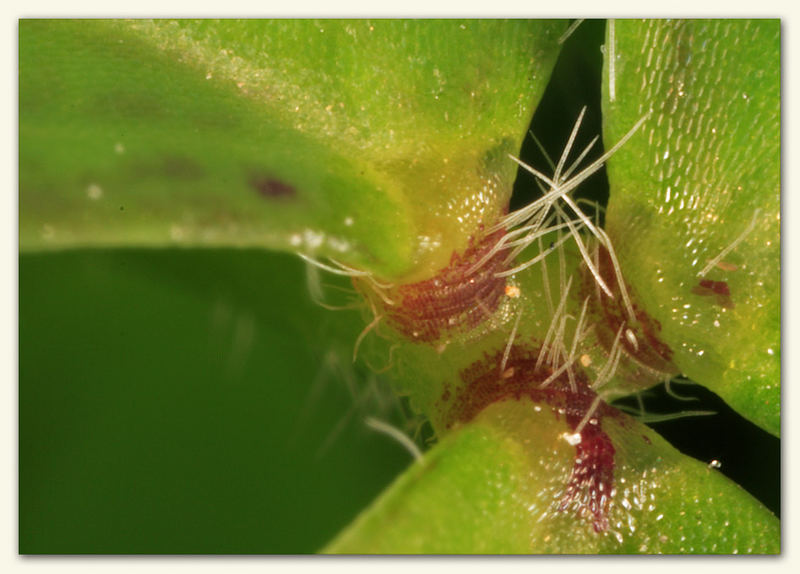 Center of a clover