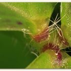 Center of a clover