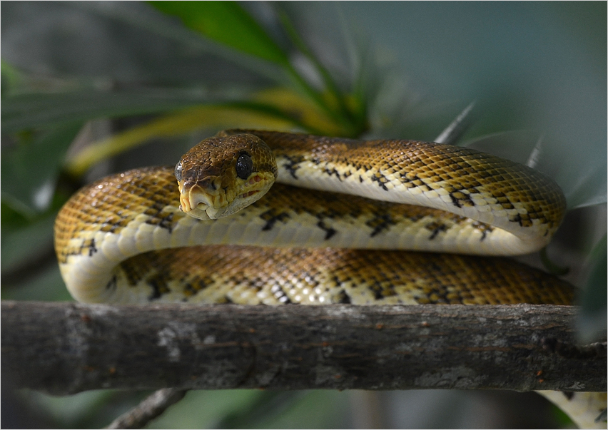 Central American tree boa