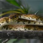 Central American tree boa