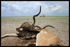 central kalahari