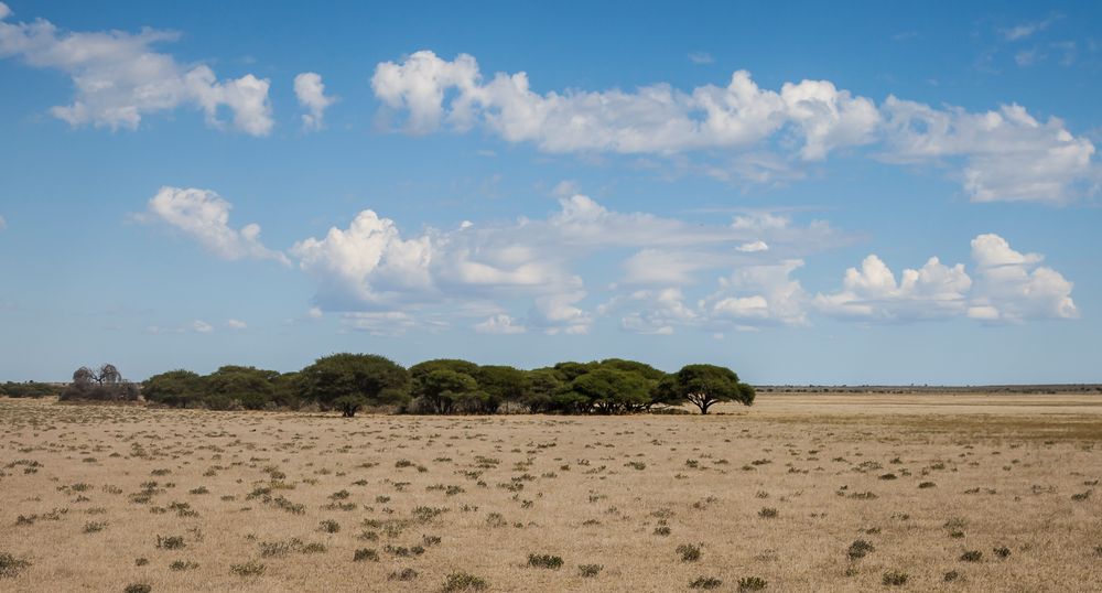 Central Kalahari Game Reserve