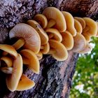 Central Mushrooms :)