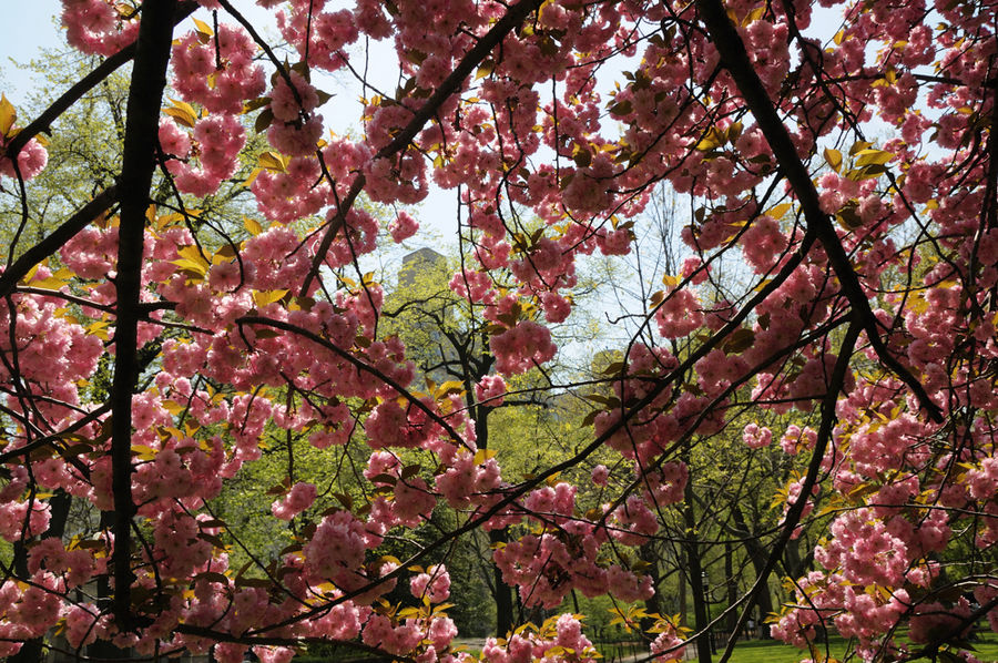 Central Park au Printemps 2