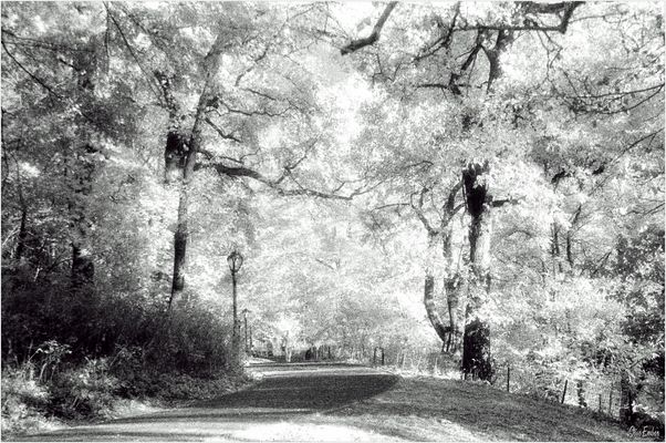 Central Park Autumn - An Infrared Impression