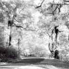 Central Park Autumn - An Infrared Impression